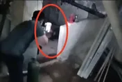 狒狒成槍下亡魂！直擊圍捕現場　農業局補麻醉槍畫面曝光