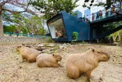 高雄推薦親子連假六大旅遊神卡　買「這套票」玩無限次義大世界+動物園