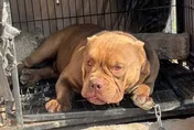 「美國惡霸犬」守毒窟！見警上門竟悠閒趴地　警鴿舍搜出槍毒
