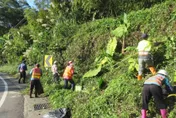 全台8000外來種屬「它」最可怕　外號「綠癌」觸地即可生長難根除