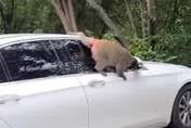 可惡潑猴！開不了賓士就摘了「耳朵」　女車主崩潰：心在淌血