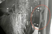 竊嫌翻牆破壞宮廟窗戶玻璃　警獲報火速到場將他活逮