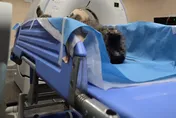 狒狒逃脫未通報枉死！六福村確定吃罰單　竹縣農業處開鍘金額曝光