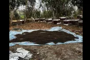 影/狠爆！台南「500萬」隻蜜蜂遭毒死　蜂農曬出「蜂屍地毯」…網嘆：又要缺水果了