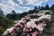 合歡山杜鵑花季登場！假日實施高乘載通行措施　車少未實施流量管制