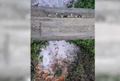 阿里山秘境「屎水堆積」遍地小白花！始作俑者是「它」…山友怒噴：比夜市還髒亂