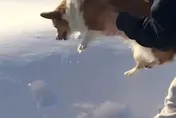 影/驚爆！柯基被飼主「萬里高空墜落」竟奇蹟生還…網傻眼：真的嚇歪