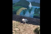 影/直擊「白虎生吞孔雀」嚇壞遊客　園方：看見也沒法讓老虎鬆口