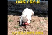 影/真「野生」動物園！放養孔雀「主動獻身」白虎享用　遊客嚇歪：牠把同事吃掉了～