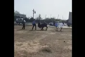 影/「嘴腫淌血」駱駝遭景區人員棒打慘叫下跪　網友拳頭硬：拒絕動物苦力