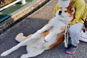 我還要玩！秋田犬「癱軟耍賴地上蹭」　結實體型讓把拔超崩潰！