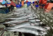 台東「地震魚」一次捕獲50尾！在地人心驚驚　專家曝是「這原因」啦