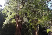 拉拉山森林遊樂區4/18開園！沐浴芬多精、賞千年巨木　可搭社區接駁車