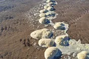 詭爆！英國海灘突現「整排白色大腦」　路人嚇：像外星人