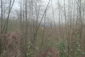 影/驚傳軍方打靶引發高雄旗山雜草火災！八軍團回應了