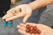 旱象持續嚴峻　台南載水救急幫山區果樹解渴