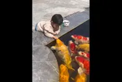 影/比人還大！萌娃趴池邊餵「豬錦鯉」吃飼料　網友驚：好怕小孩被吃手手