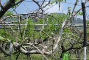 歹年冬！寒害又乾旱梨山梨子減產4成　茶葉乾枯損害2.8公頃