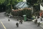 獼猴成群出沒汐止逛大街　動保處現身說法「如何趕猴」