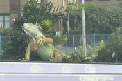 人獸大戰！巨型綠鬣蜥狂奔像恐龍　圍捕人員喘吁吁圍捕