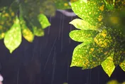 周四迎「穀雨」！命理師曝「6生肖」強運　TOP 1發大財