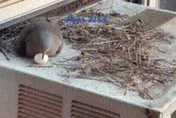 蛋蛋的哀傷？「隨便鳩」冷氣室外機撥弄「沒出生小孩」　下秒結局.....全網看呆