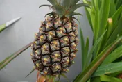 班班吃鳳梨！20校採購100噸鳳梨　農糧署做出回應