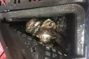 非法走私大陸鮑魚再現？！　他驚見沒產鮑魚的馬祖卻空運「11噸」到台灣