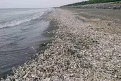 台南四草驚見「4km牡蠣沙灘」！腥臭味恐傳遍全村　蚵農嘆損失約3成