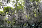 宛若仙境！阿里山慈雲寺多花紫藤盛開　花期只剩最後10天