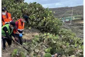 遊澎湖撿帽跌坐仙人掌叢　萬針刺身慘狀曝光