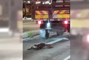 民眾目擊流浪狗「被綁車後拖行」！　照片曝光網怒：真殘忍