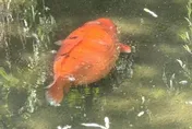 阿嬤養的？水池驚見「超肥鯉魚」　網笑翻：以為是木瓜