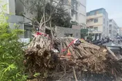 影/連根拔起！永康大橋車站百年老榕突倒塌　幸連假無人波及