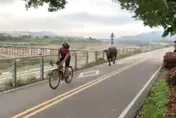 樹林奔牛節？河濱公園大水牛狂追紅衣單車男　高灘處籲：勿靠近、餵養