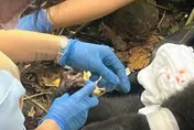 佈陷阱獵捕太黑心？2歲台灣黑熊誤觸套索　緊急截指保命將照養1個月再野放