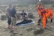 傷勢很重！海豚疑被鯊魚啃咬擱淺許厝港濕地　急送八斗子岸置中心救治