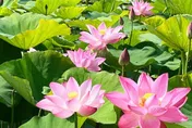 台南白河蓮花季5/7登場　中南部缺水蓮田面積減4成