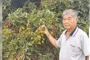 百年大旱受災戶！氣候炎熱不下雨　玉荷包今年產量剩一半
