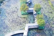影/只見垃圾不見花！付310元入園賞荷成冤大頭　怒批「來看垃圾場」