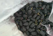 毒莓果風暴延燒！防心血管疾病營養師推新鮮桑葚　正是產季！