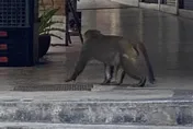 驚！內湖見「野生猴」逛大街　當地人回報出沒地…可能來自這裡