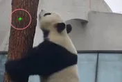 影/遊客雷射筆亂照大貓熊　網友拳頭硬：抓到對他臉上照一天