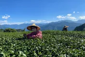久旱不雨！阿里山茶區乾死、產量砍半　每斤恐漲逾50元