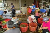 母親節前夕！玉荷包量少1公斤飆700元　恆春警防宵小啟動「護荔專案」