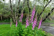 母親節賞花趣／「全株有毒」賞花別伸手！太平山「仙女手套」繽紛綻放正當時　紅粉點綴綠意間