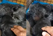 影/狗狗界「伍子胥」！主人住院小黑狗「一夜白頭」　專家：沒聽過但有可能