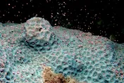 宛如繁星點點！墾丁珊瑚繁殖季精卵大爆發　墾管處、海生館鏡頭記錄夢幻時刻