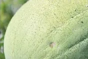 花蓮西瓜母親節週末台北開賣！　「買瓜送刮」農產好禮大放送