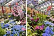 母親節賞花趣／士林官邸首展海內外60種繡球花　竹子湖繡球花季5/20登場